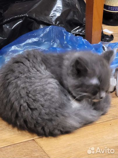 Кошечка ищет новый дом