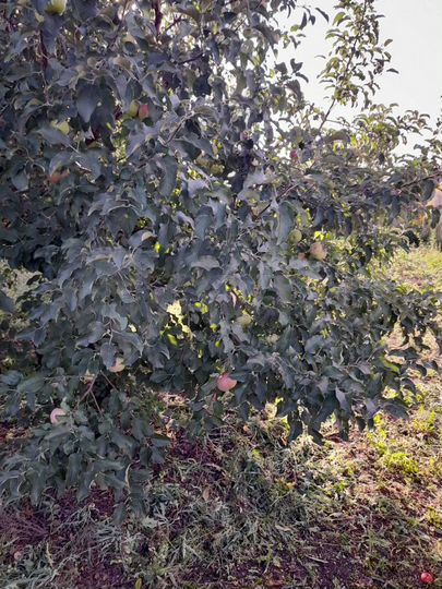 Дача 20 м² на участке 6 га