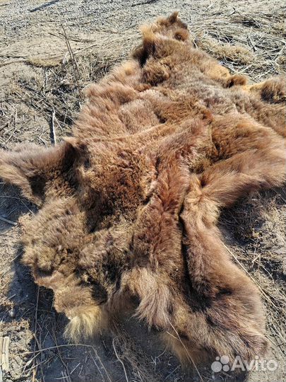 Шкура медведя