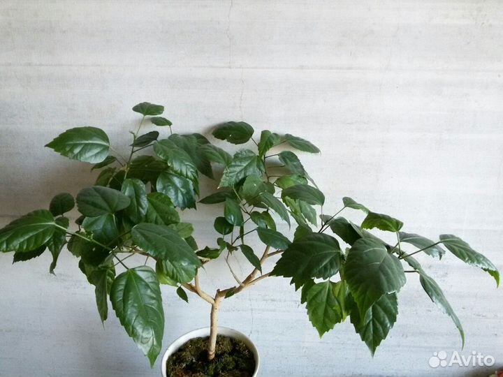 Гибискус 65см