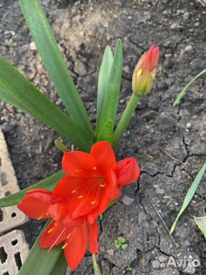 Комнатные Гиппиаструм,Хоста,индийский лук,выскочка