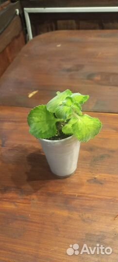 Пилия,плектрантус