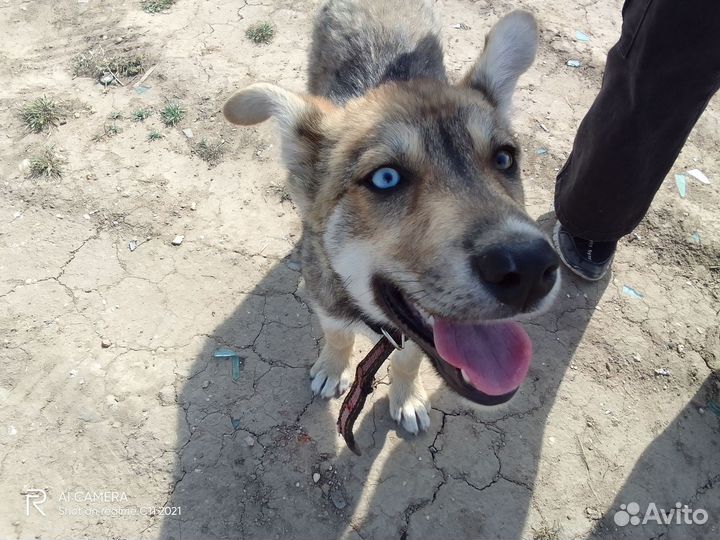 Продаём хаски от мамы хаски и не породистой собаки