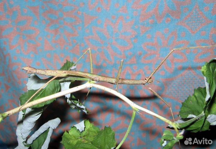 Анамские палочники