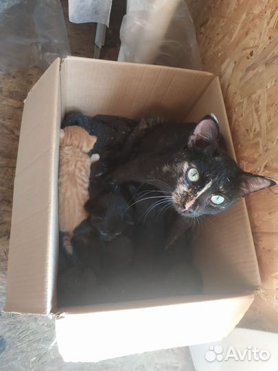 Котята от кошки крысолова