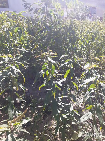 Персик(дичка)