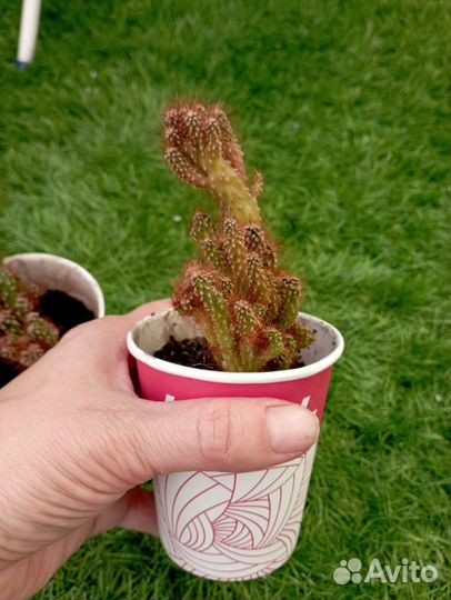 Кактус мягкий и пушистый