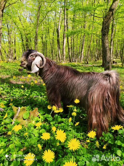 Продаю. Козёл Шами 100. Вязка. Козы нубийские чп