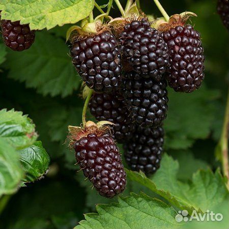 Ежемалина Бойсенберри