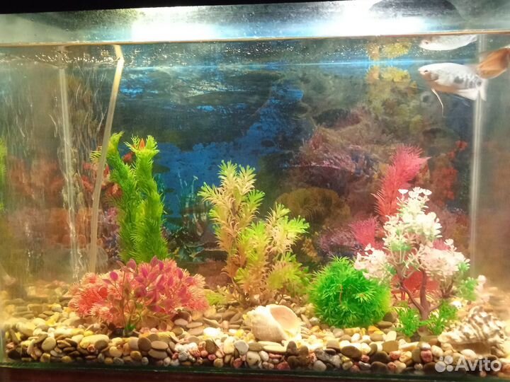 Аквариум 50 литр