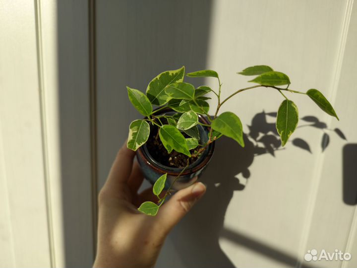 Фикус Кинки