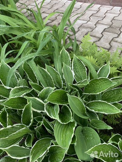 Хоста растение