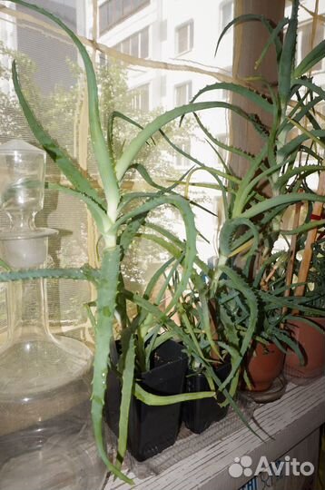 Алоэ лекарственное (3 года) И алоэ вера