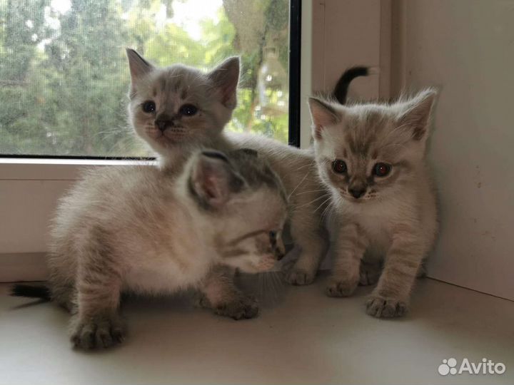 Кошка в дар бесплатно