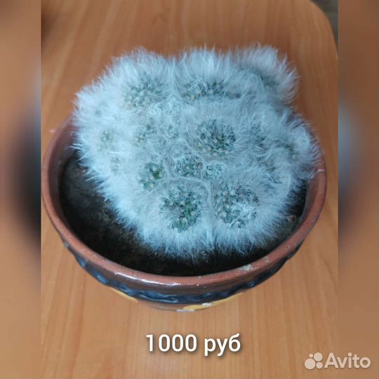 Кактусы