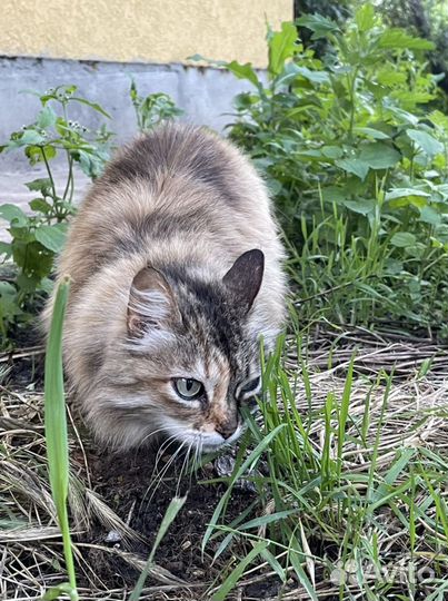 Кошка в добрые руки