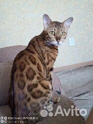 Бенгальская кошка вязка