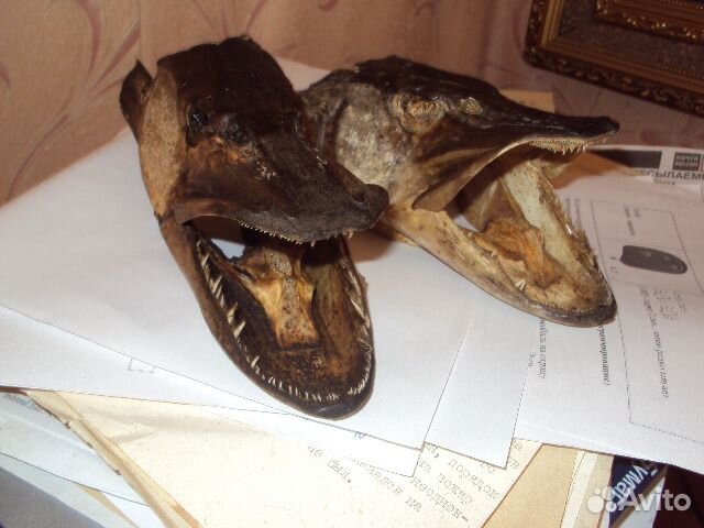 Голова щуки