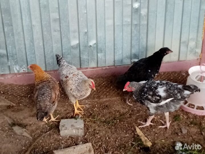 Куры молодки