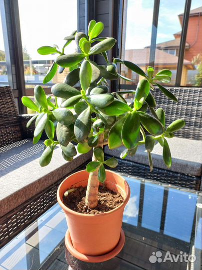 Крассула, Толстянка,Живое дерево,Денежное дерево