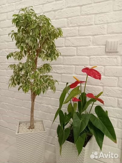 Фикус Бенджамина Твайлайт. Антуриум Калифорния