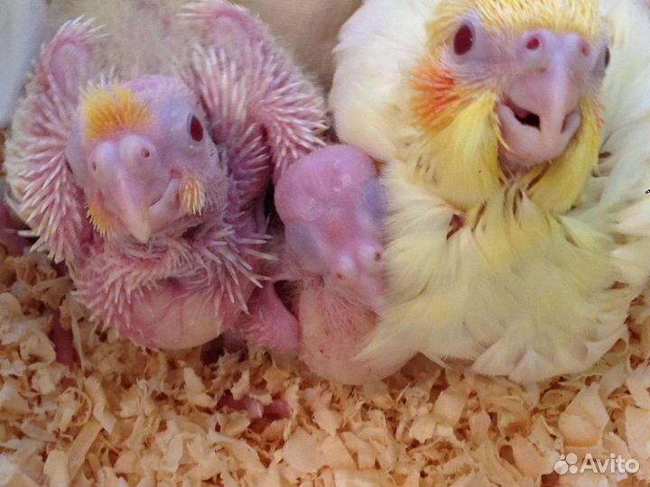 Кореллы выкормыши