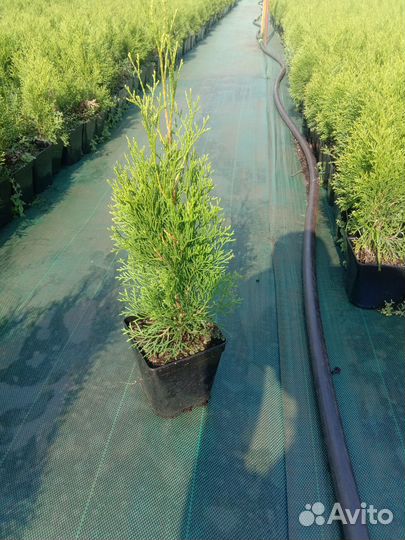 Можжевельник