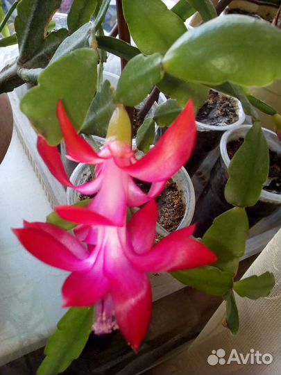 Фикусы, Джинксен, декабрист и другие цветы