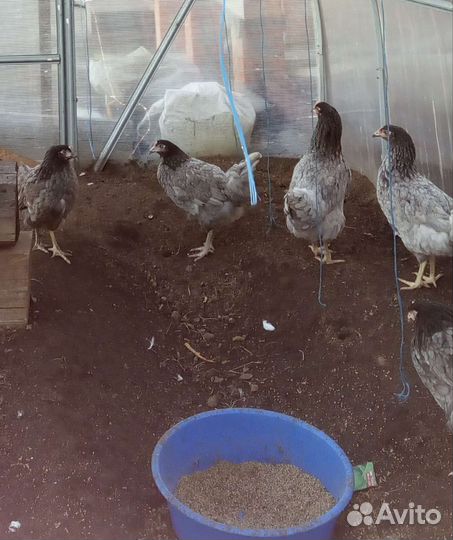 Суповые (бульонные) тушки петухов. Мясо кур