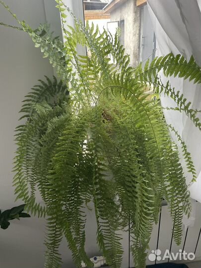 Комнатные цветы