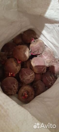 Соленья, картошка, свёкла