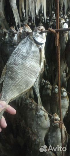 Астраханский вяленый лещ