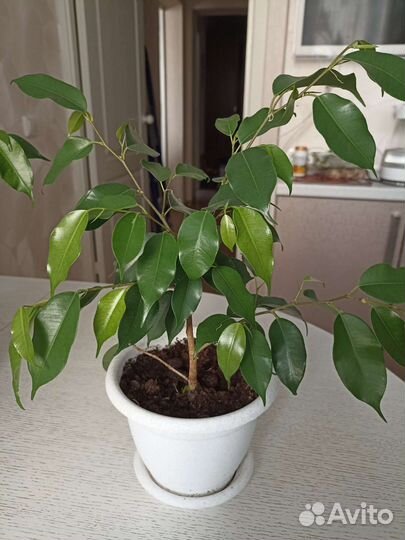 Фикус Наташа