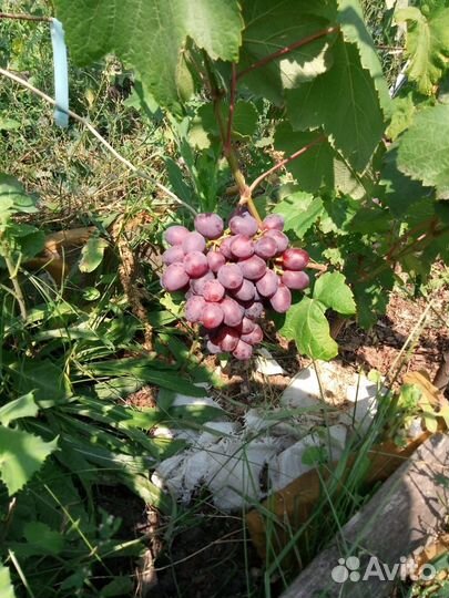 Саженцы винограда