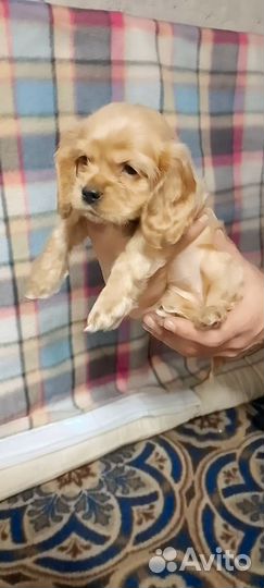 Продам щенка