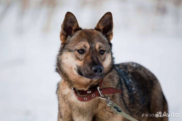 Собака в добрые руки отдам бесплатно