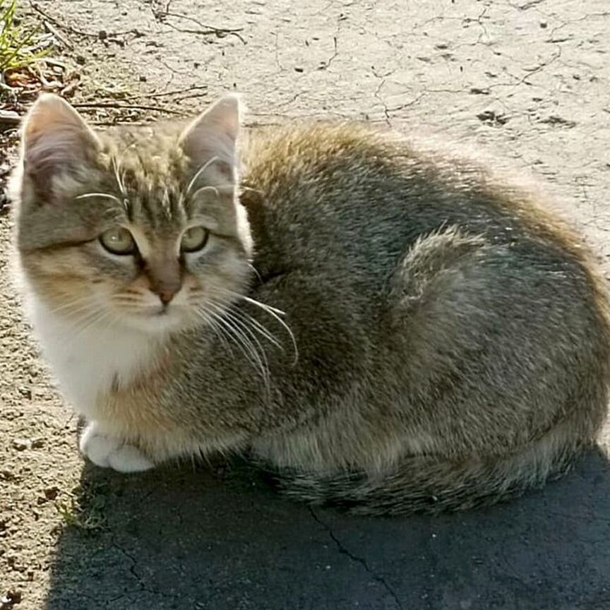 Котенок пушистый мальчик 5 месяцев