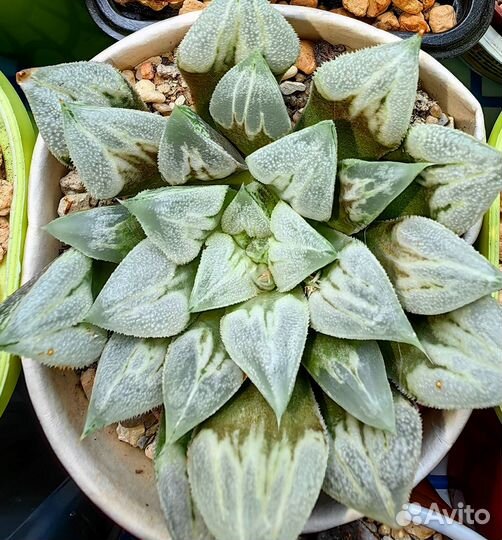Haworthia Love life magnifica
