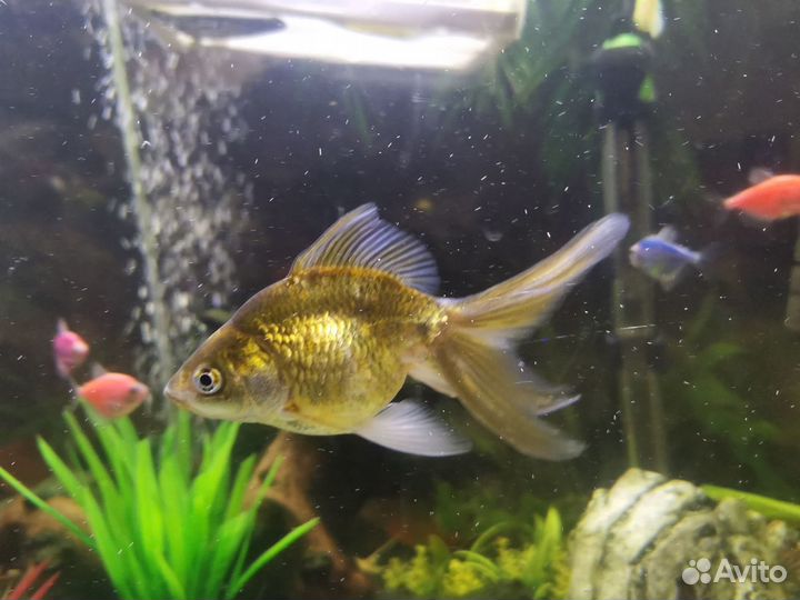 Золотая рыбка риукин