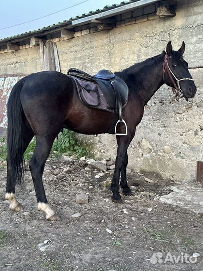 Жеребчик карачаевской породы