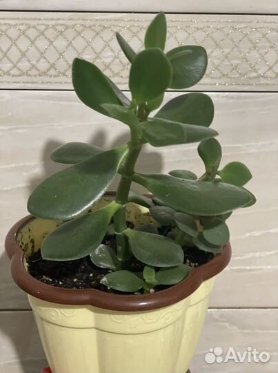 Детка (отросток) денежное дерево