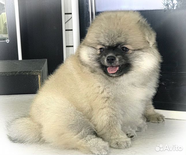 Шпиц