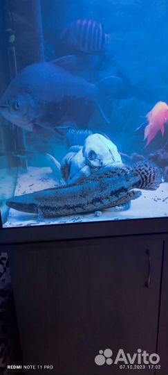 Продам рыбу