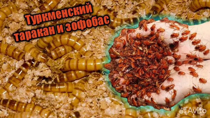 Кормовые насекомые