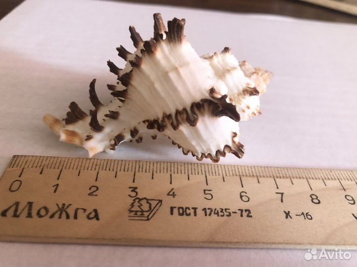 Морские ракушки, звезды