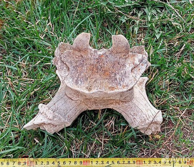 Мегалоцерос. Плейстоцен. Мамонтовая фауна