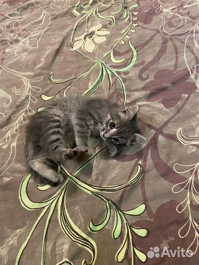 Котенок в добрые руки
