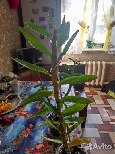 Орхидея дендробиум