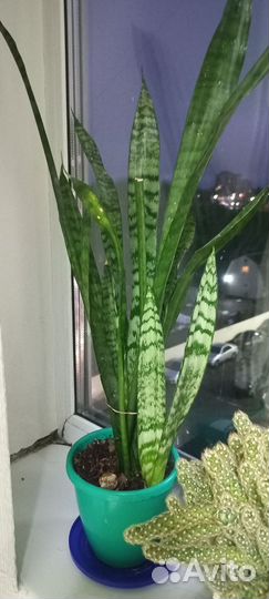 Комнатные цветы