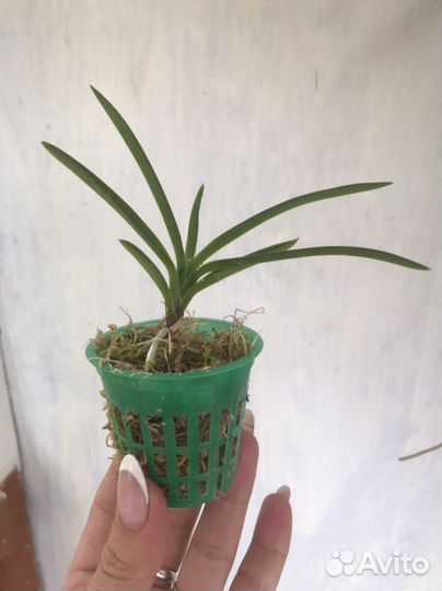 Орхидея.Neofinetia falcata